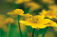 /image/upload/eifion/Buttercup200.jpg