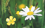/image/upload/eifion/Meadow_flowers154.jpg